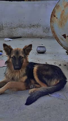 German Shepherd long Cort female