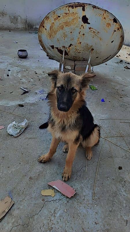 German Shepherd long Cort female 1