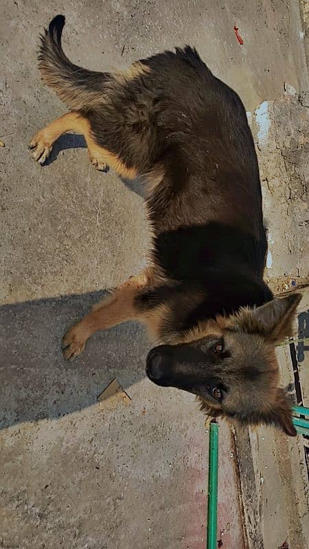 German Shepherd long Cort female 2