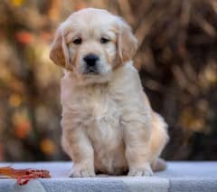 golden retriever | Puppy | Dog for sale