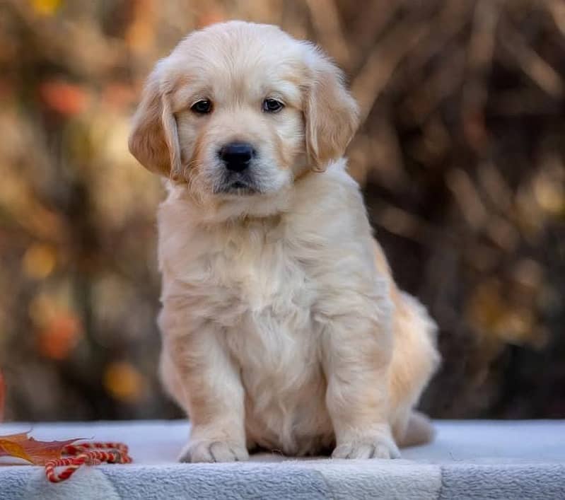 golden retriever | Puppy | Dog for sale 0