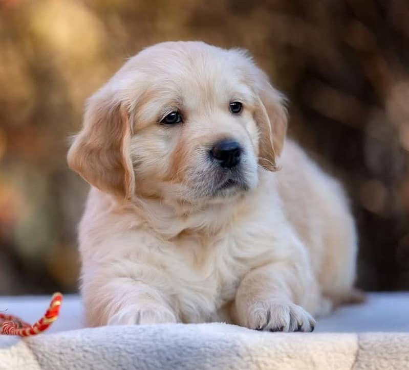 golden retriever | Puppy | Dog for sale 1