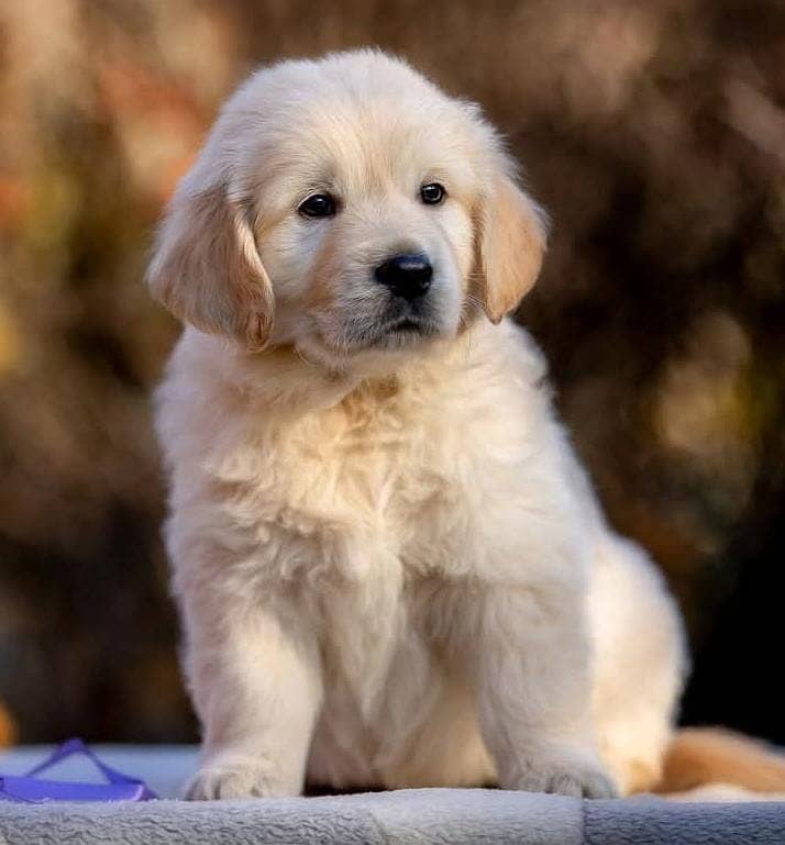 golden retriever | Puppy | Dog for sale 2