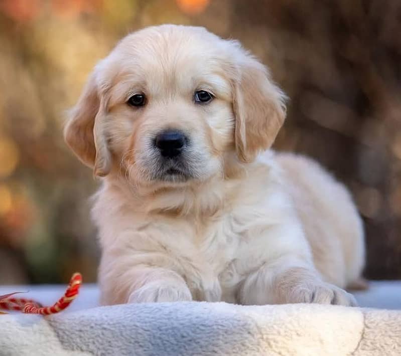 golden retriever | Puppy | Dog for sale 3