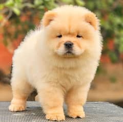 Chow chow Puppy | Puppy | Dog for sale