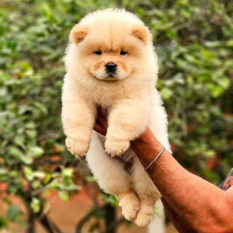 Chow chow Puppy | Puppy | Dog for sale 1