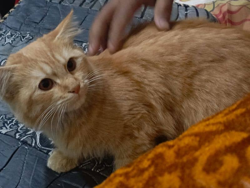 Doll face Persian cat for sale 1