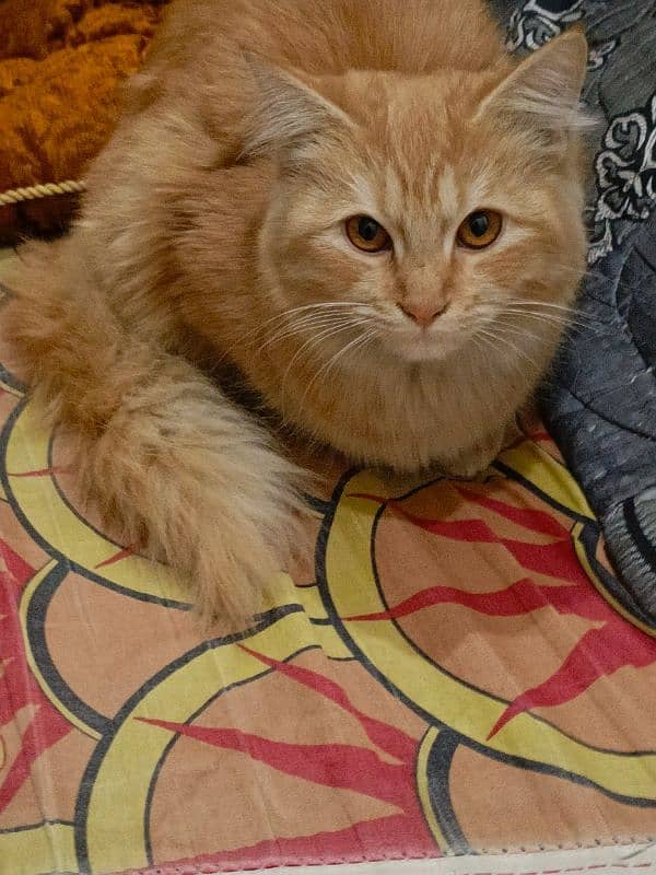 Doll face Persian cat for sale 2