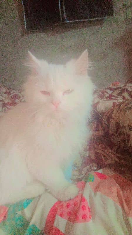 Persian male cat for sale in very cheap price 0