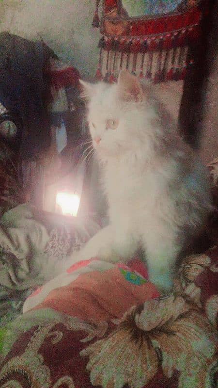 Persian male cat for sale in very cheap price 1