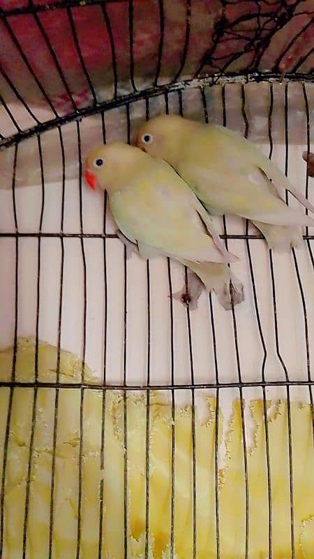 love birds for sale in Lahore number 03024418626 0