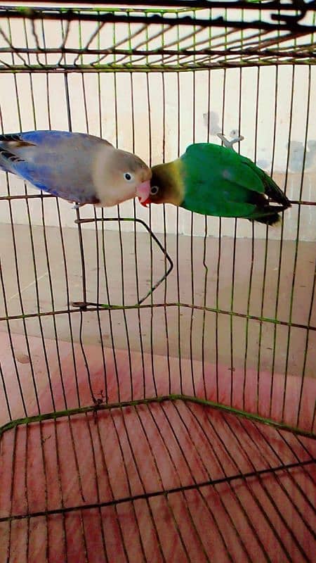 love birds for sale in Lahore number 03024418626 2