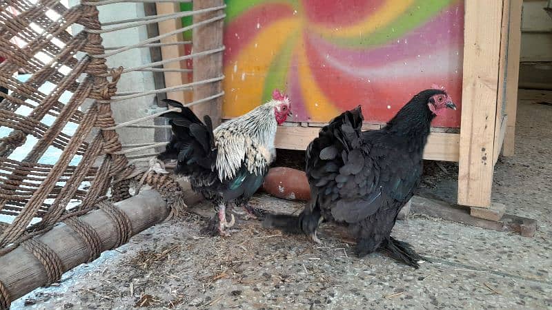 black cochin bantam breeder pair 0