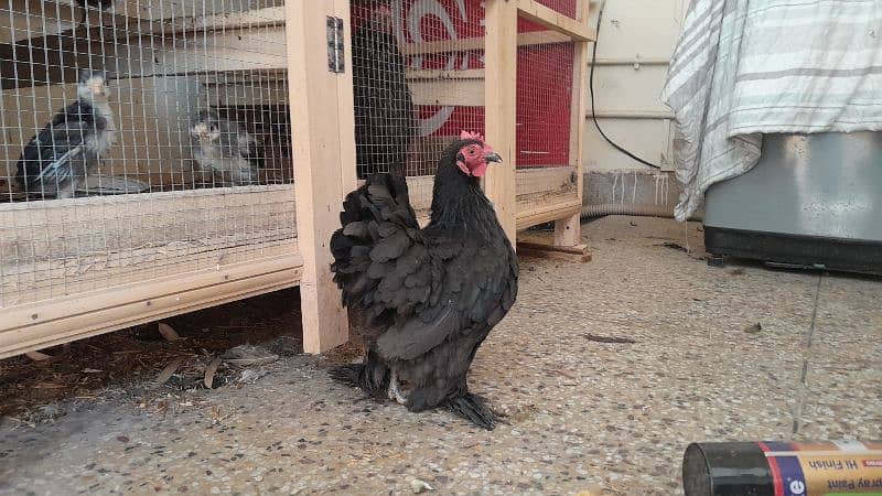 black cochin bantam breeder pair 1