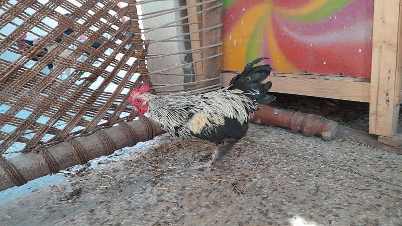 black cochin bantam breeder pair 2