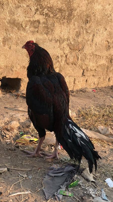 Aseel Birds for Sale 5