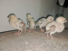 Aseel chicks for sale