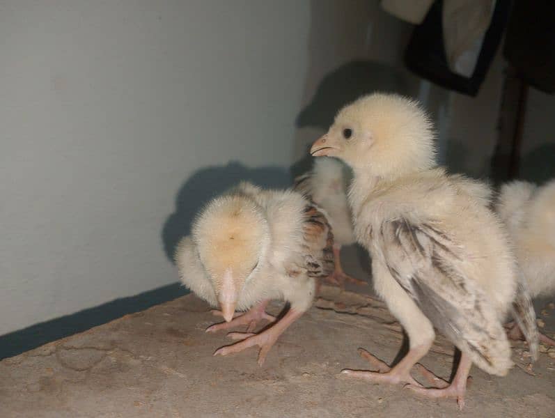 Aseel chicks for sale 1