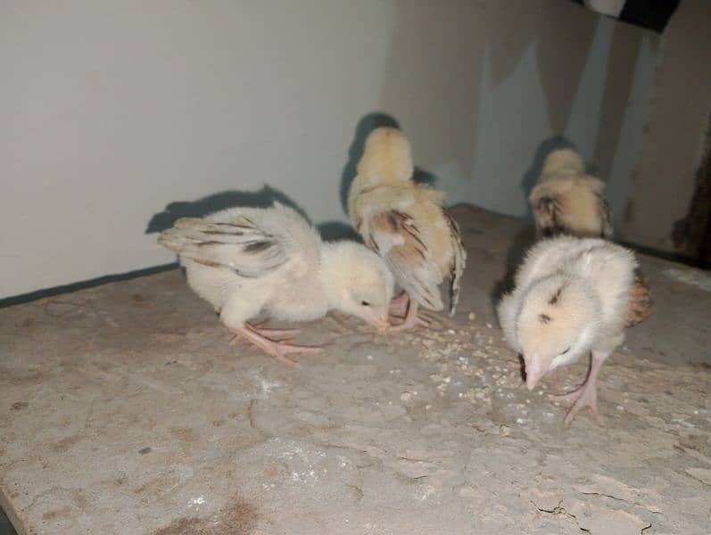 Aseel chicks for sale 2