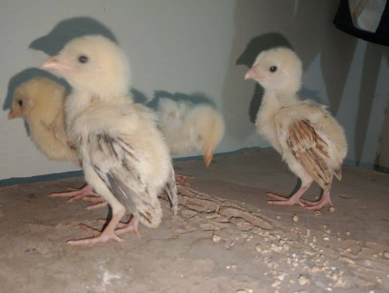 Aseel chicks for sale 3