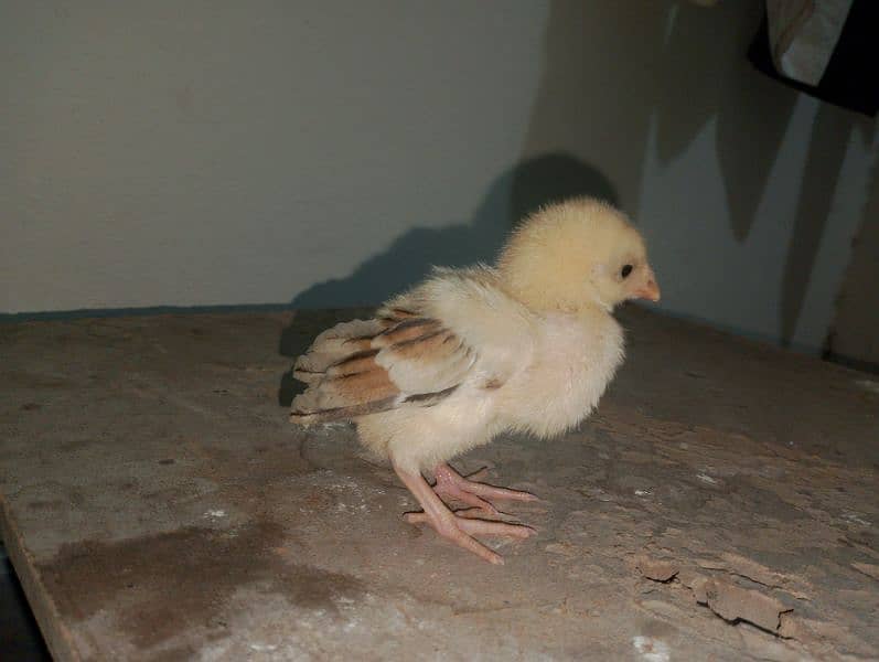 Aseel chicks for sale 4