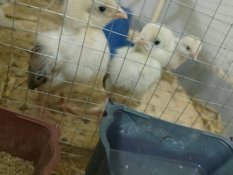 Aseel chicks for sale 7