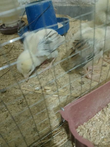 Aseel chicks for sale 8