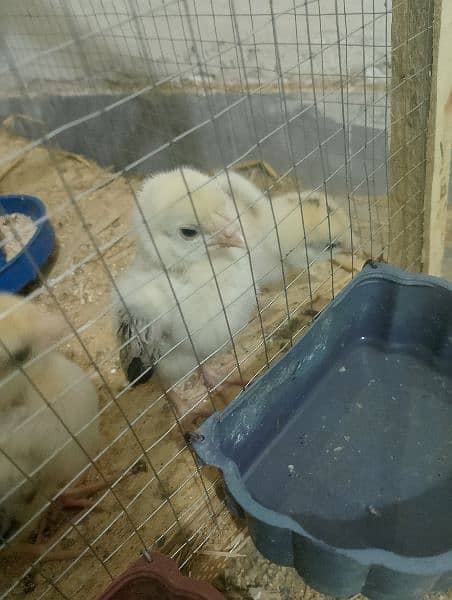 Aseel chicks for sale 10