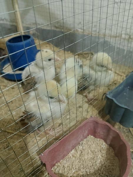 Aseel chicks for sale 12