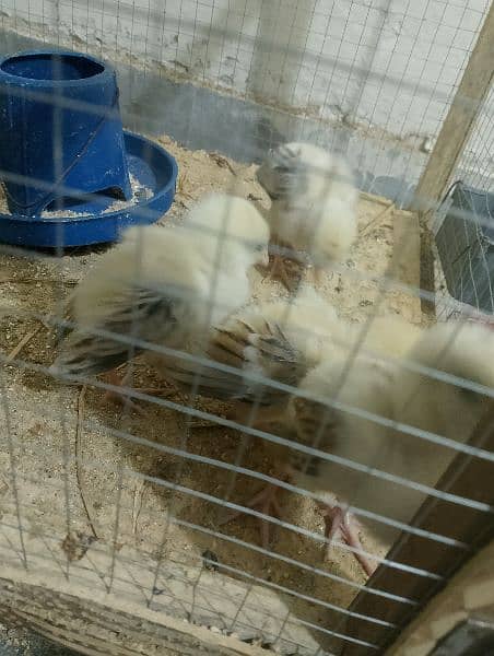 Aseel chicks for sale 13