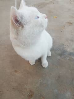 Single Coated Beautiful & Trained Male Cat