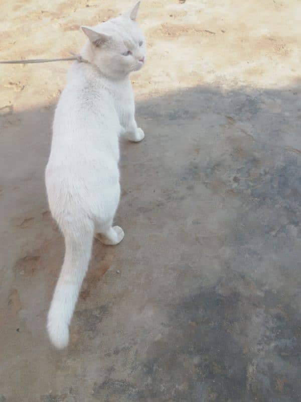 Single Coated Beautiful & Trained Male Cat 2