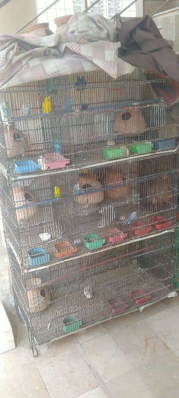 cage with parrots 2