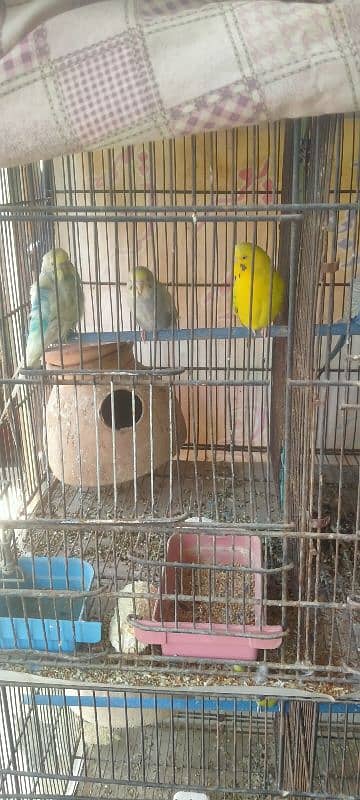 cage with parrots 3