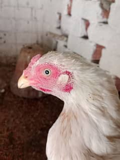 Aseel hens for sale