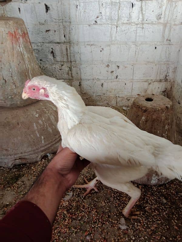 Aseel hens for sale 1