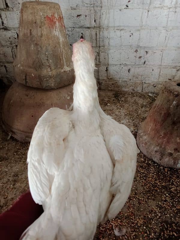 Aseel hens for sale 2