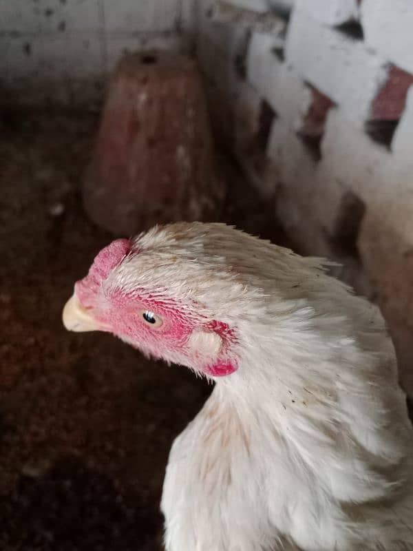 Aseel hens for sale 4