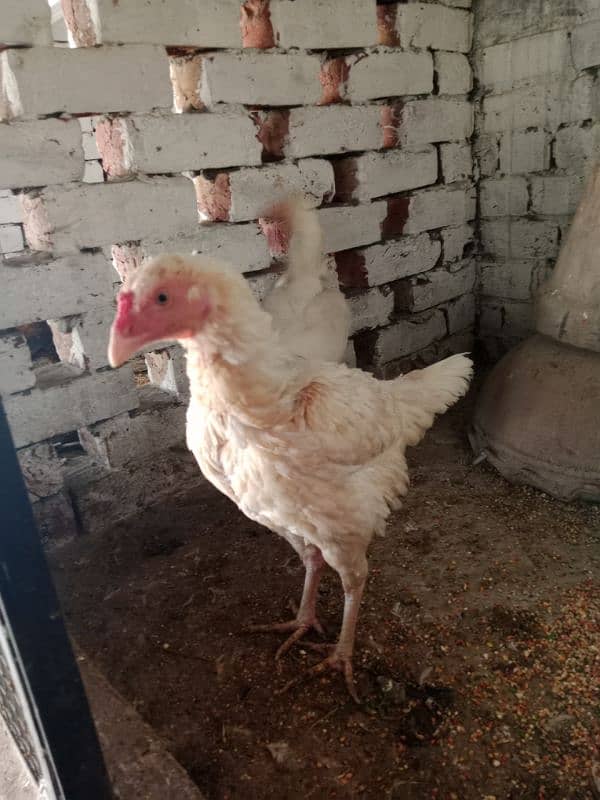 Aseel hens for sale 5