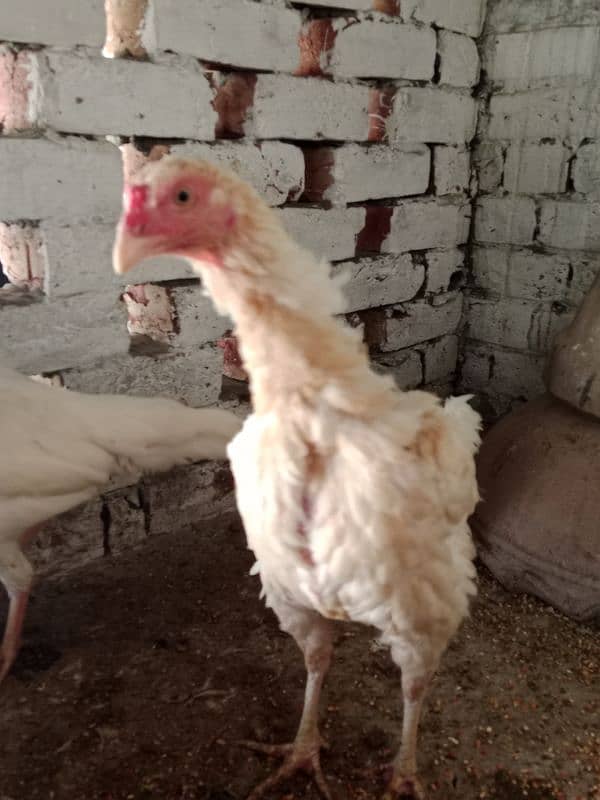 Aseel hens for sale 6