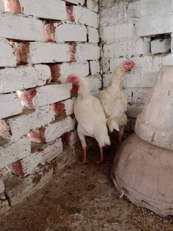 Aseel hens for sale 7