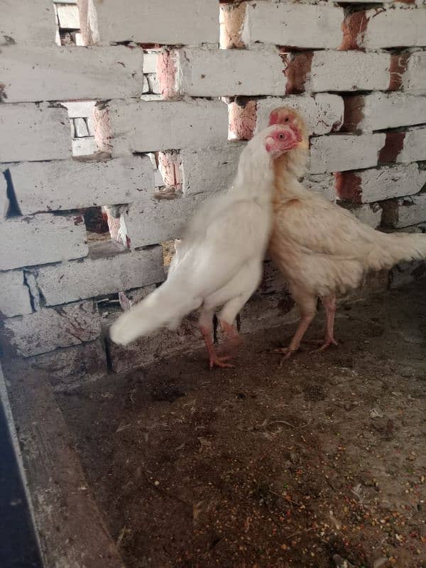 Aseel hens for sale 8