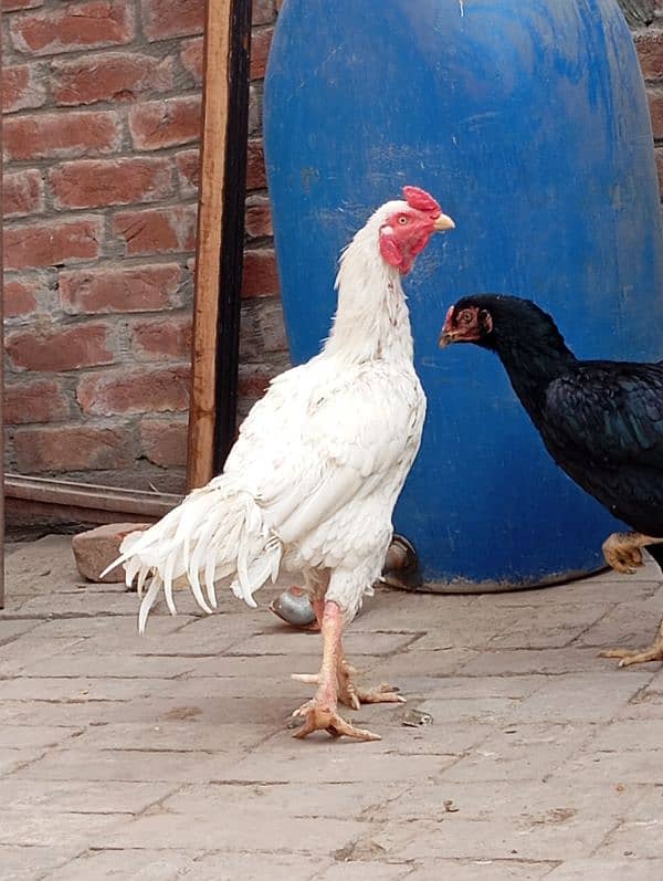 Aseel Heera male & lasani female 1