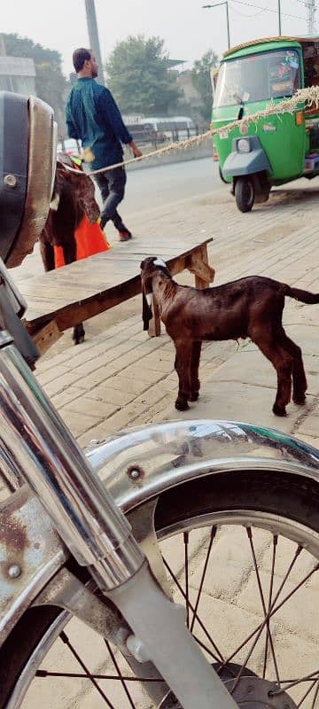 bakri with 2 kids male 1