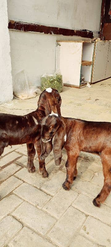 bakri with 2 kids male 4