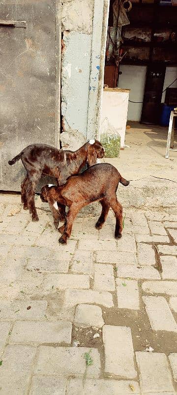 bakri with 2 kids male 5