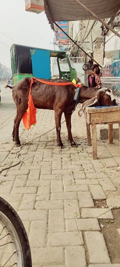 bakri for sale