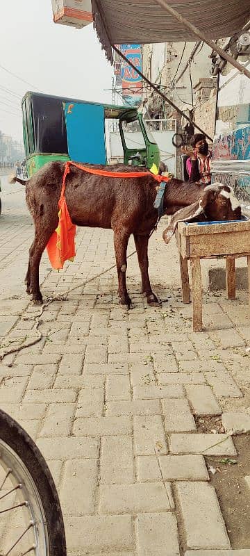 bakri with 2 kids male 6