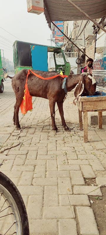 bakri with 2 kids male 7