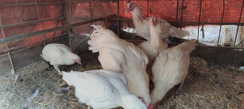 amroha lassani Heera thai cross chicks eggs available 1